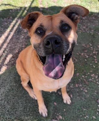 Amber #t: Female Dog