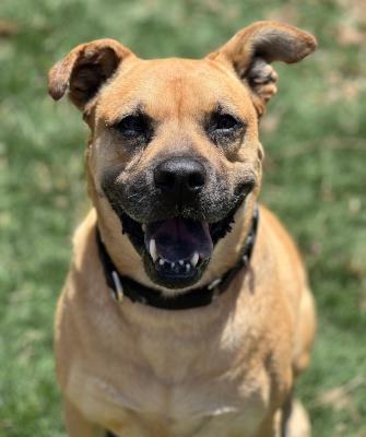 Amber #t: Female Dog