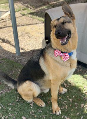 Archie (5979) #5979: Male Dog