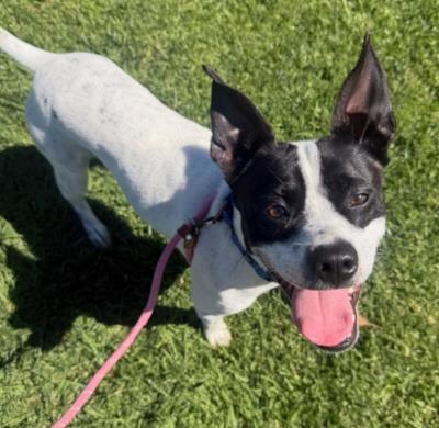 Beans (5942) #5942: Male Dog