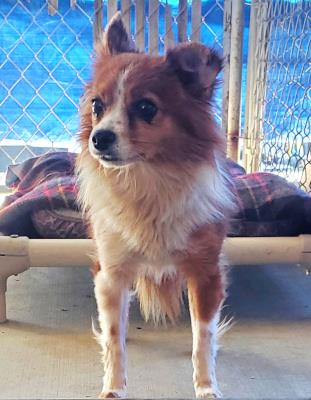 Birdie #t: Female Dog