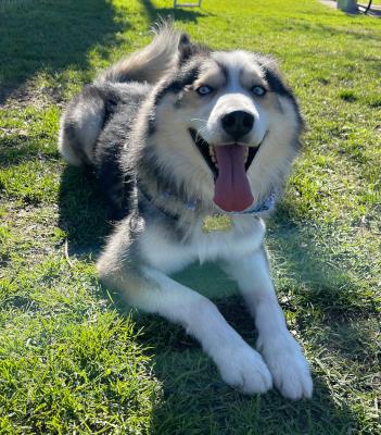 Brecken #t: Male Dog