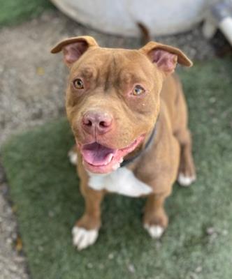 Brown Sugar #t: Male Dog