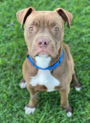 Brown Sugar #t: Male Dog