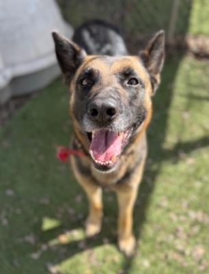 Brownie #t: Female Dog