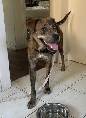 Buttercup #t: Female Dog