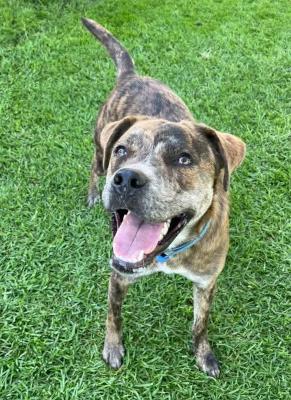 Buttercup #t: Female Dog