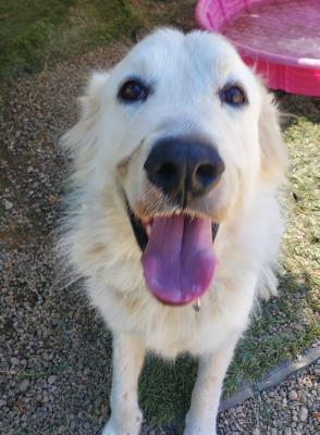 Casper / Simba #t: Male Dog
