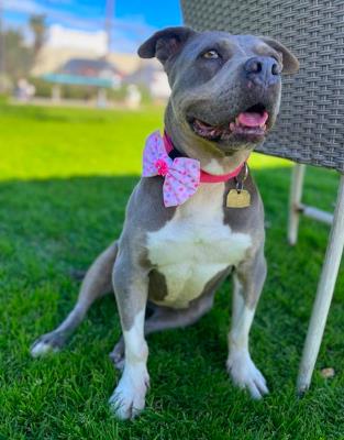 Chula (5654) #5654: Female Dog