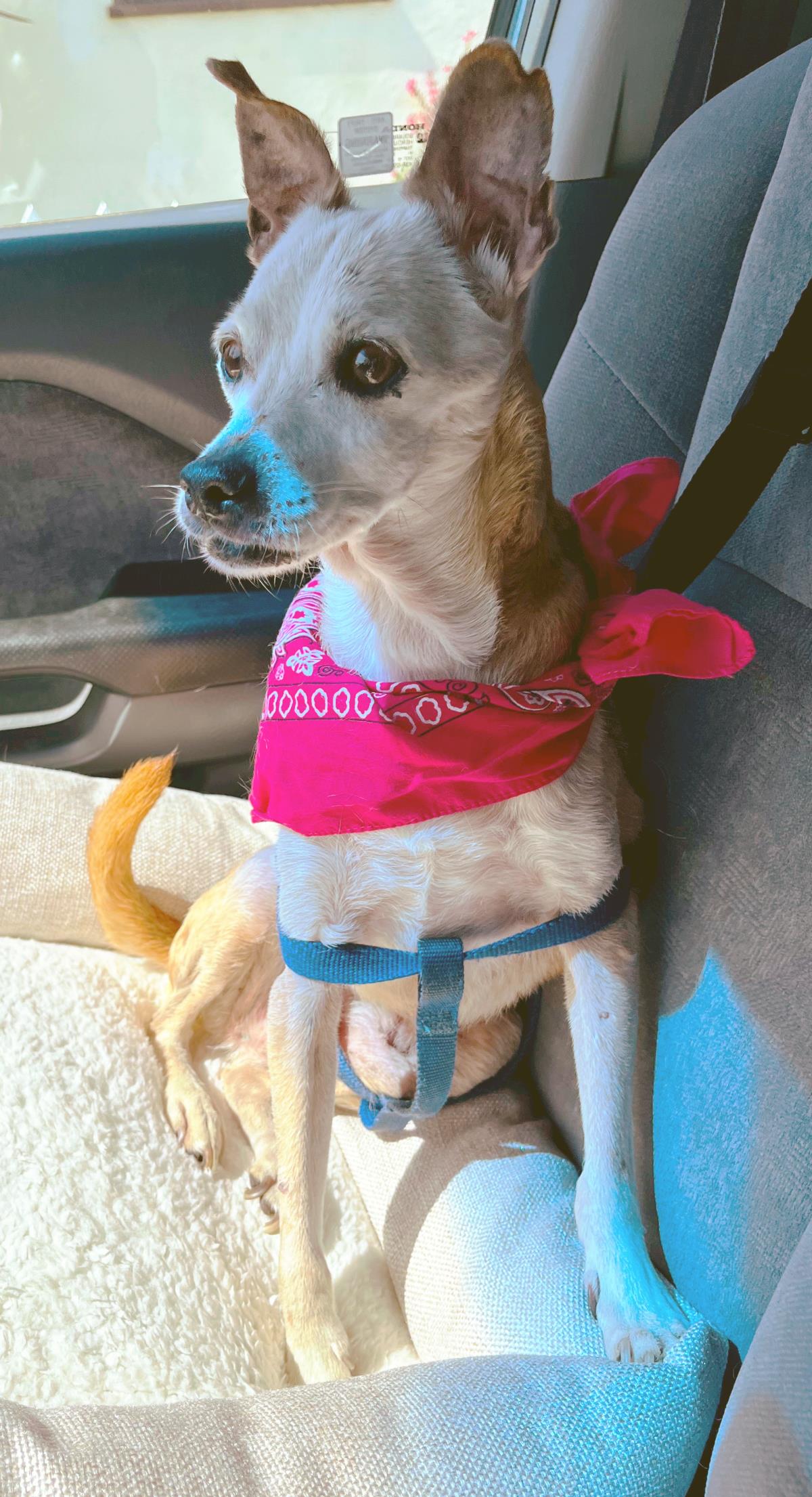 Cooper (5070) #5070: Male Dog