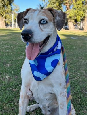 Daisy (5915) #5915: Female Dog
