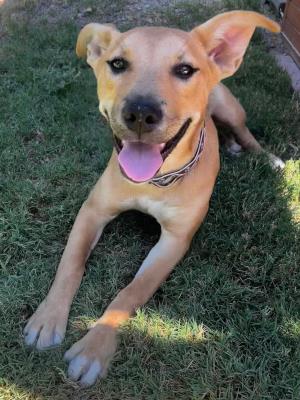 Ella / Rory #t: Female Dog