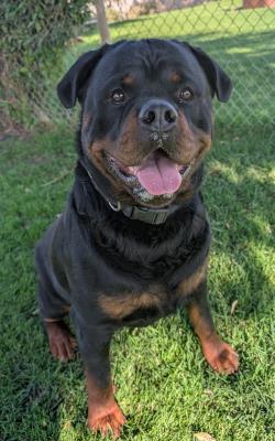 Enzo #t: Male Dog