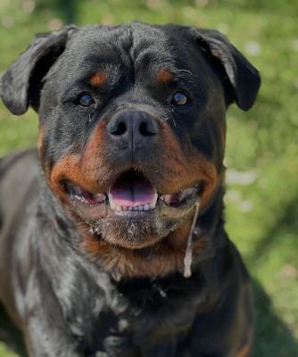 Enzo (5986) #5986: Male Dog