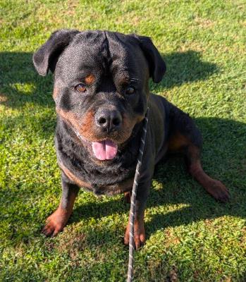 Enzo #t: Male Dog