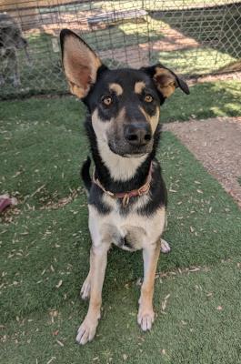 Eris / Abby (5827) #5827: Female Dog
