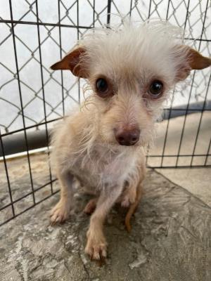 Fern (5920) #5920: Female Dog