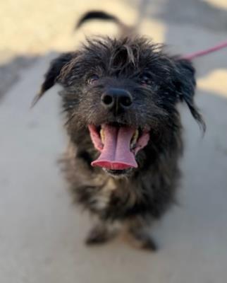 Gilley (5941) #5941: Male Dog