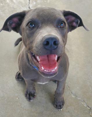 Guapo #t: Male Dog