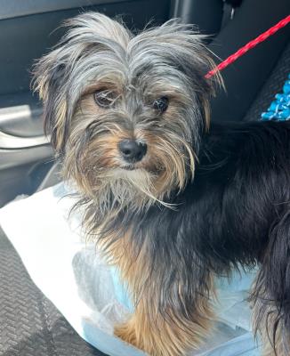 Hazel #t: Female Dog