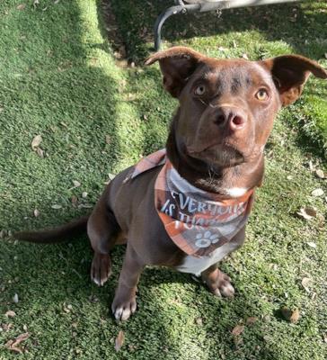 Hershey (3370) #3370: Male Dog