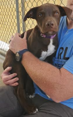 Hershey #t: Male Dog