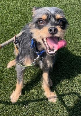 Kash #t: Male Dog