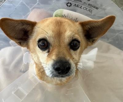 Keesha #t: Female Dog