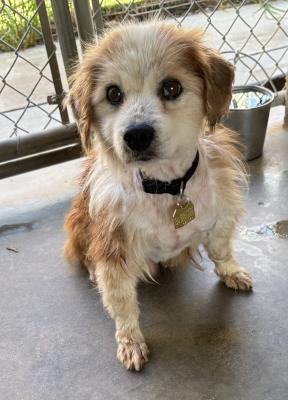 Kobe (5940) #5940: Male Dog