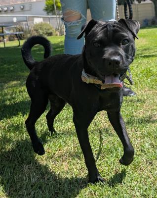 La Brea / Luna #t: Female Dog