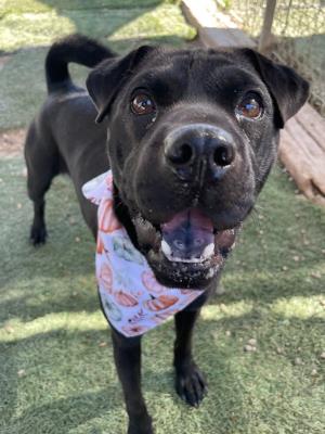 La Brea / Luna (5968) #5968: Female Dog