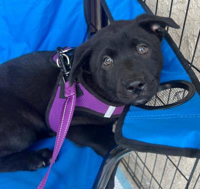 Little Boy / Taz (5908) #5908: Male Dog