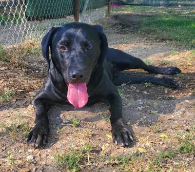 Logan 2 #t: Male Dog
