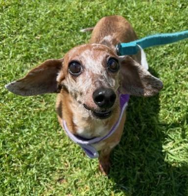 Lulu #t: Female Dog
