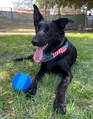 Luna #t: Female Dog