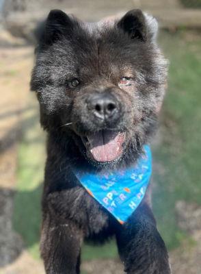 Mars (5919) #5919: Male Dog