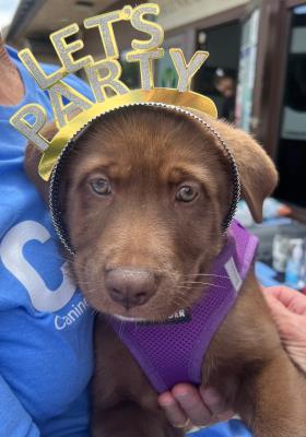 Medium Girl / Sunny (5902) #5902: Female Dog