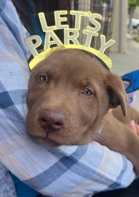 Big Girl / Mocha (5906) #5906: Female Dog