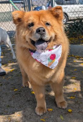 Molly / Dulce #t: Female Dog