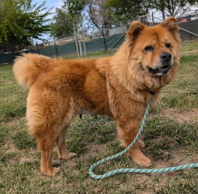 Molly / Dulce #t: Female Dog