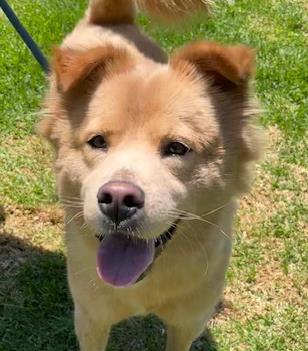 Nina #t: Female Dog