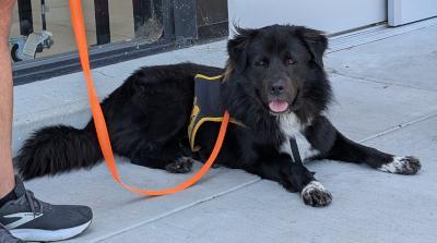 Rambo #t: Male Dog