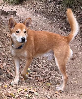 Red (5909) #5909: Male Dog