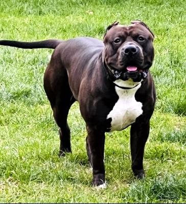 Riot #t: Male Dog