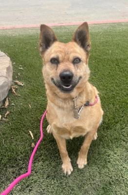 Roxie (Loba Roxie) #t: Female Dog