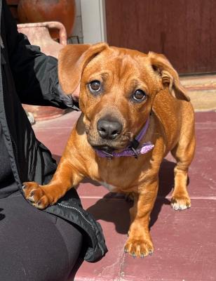 Ruby Rose #t: Female Dog