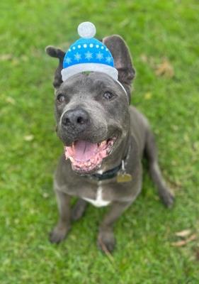 Rudy (5858) #5858: Male Dog