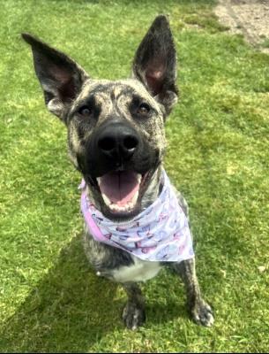 Sable #t: Female Dog