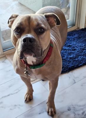 Sadie #t: Female Dog