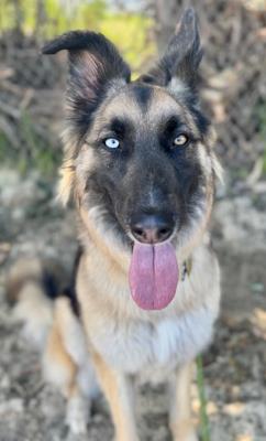 Sage / Idgie / Roni (5688) #5688: Female Dog